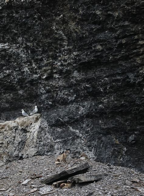 JCP 0760 Arctic Fox Svalbard Jose Cortes III Asia To Africa