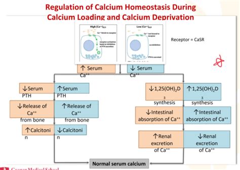 Lecture 6 Calcium And Phosphate Metabolism Pathologic Calcification