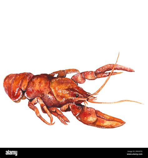 Watercolor Illustration Boiled Red Crayfish Isolated On White