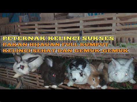 Ternak Kelinci Pakan Full Rumput Tapi Bisa Bikin Kelinci Sehat Sehat