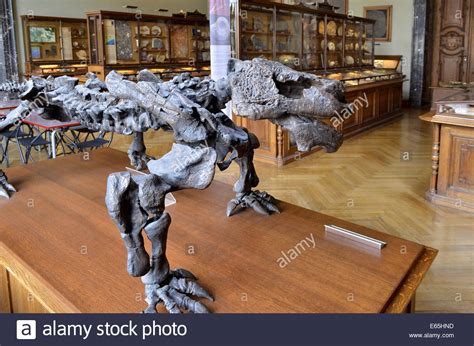 Dinosaur Skeleton Museum High Resolution Stock Photography and Images ...