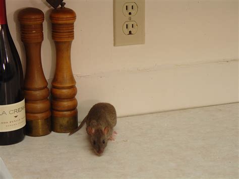 Rodent Infestation: How to Detect Signs of Rodent Infestation