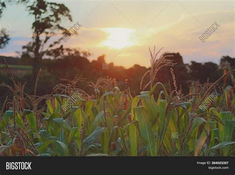 Sunset On Corn Field Image & Photo (Free Trial) | Bigstock