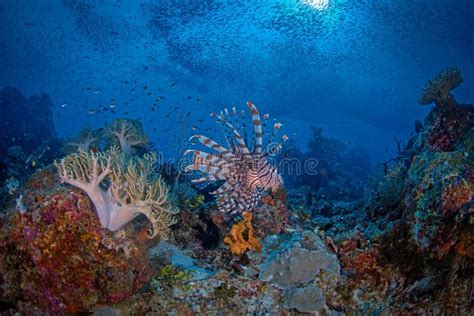 Lion Fish In A Coral Reef Raja Ampat Indonesia Stock Photo Image Of