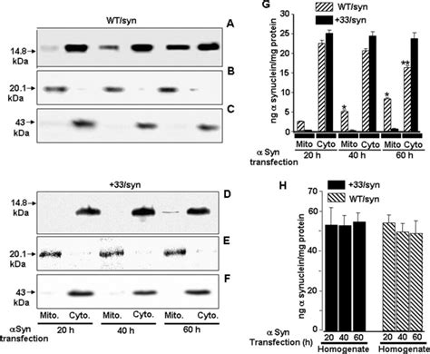 Mitochondrial Import And Accumulation Of Synuclein Impair Complex I