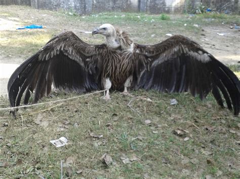 Protection of Endangered Species – Green Fund Initiative