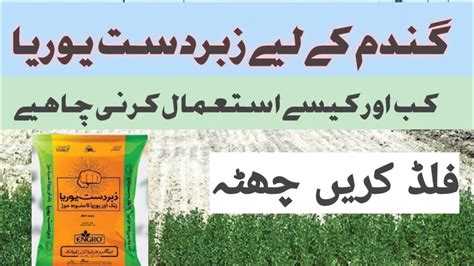 How To Use Zabardast Urea Fertilizer In Wheat Crop How To Increase