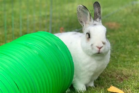 What Do Rabbit Ear Positions Mean Unraveling The Secrets Of Bunny Body