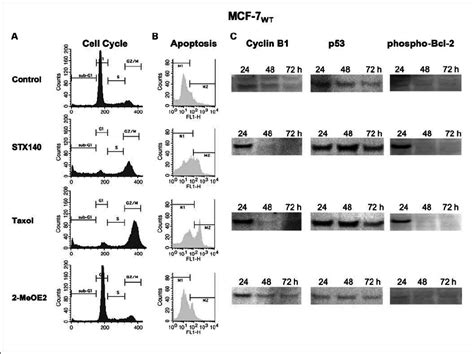 Cell Cycle And Apoptosis Analysis Of Mcf Wt Cells A Cell Cycle