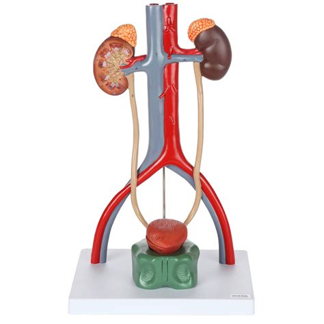 Buy Axis ScientificAnatomy Model Of Male Urinary System Features