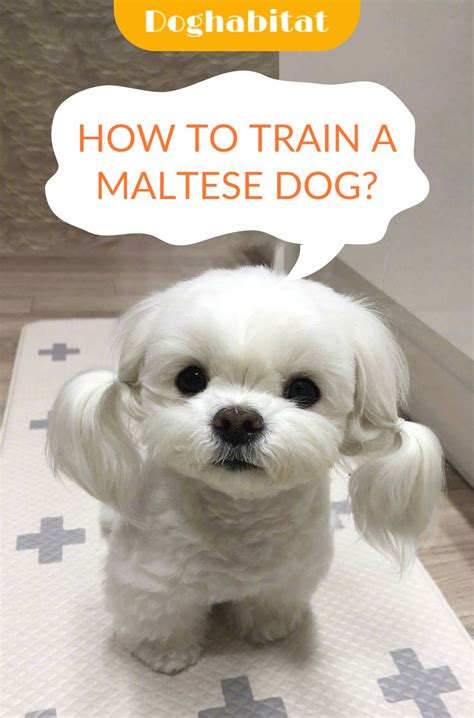 How to train a Maltese dog? in 2021 | Maltese dogs, Maltese, Cute baby dogs