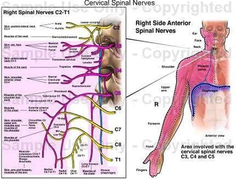 Pictures Of Cervical Spinal Nerve