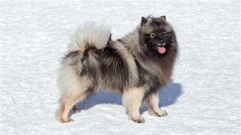 Keeshond vs Norwegian Elkhound » Complete Breed Comparison