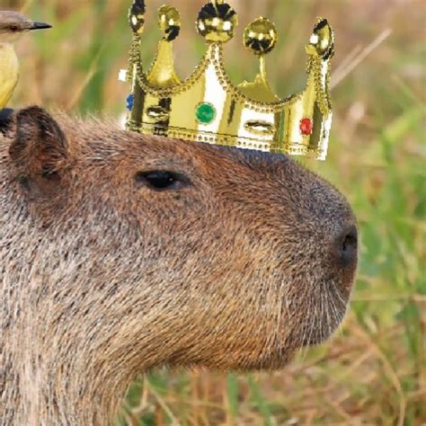 Crowned Capybara Youtube