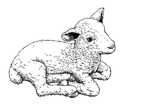 1,401 Baby Lamb Outline Royalty-Free Images, Stock Photos & Pictures ...