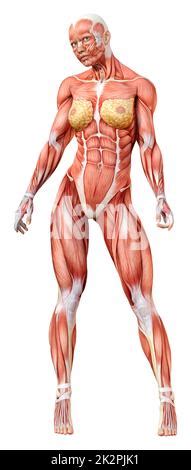 3D Rendering Of A Female Figure With Muscle Maps Isolated On White