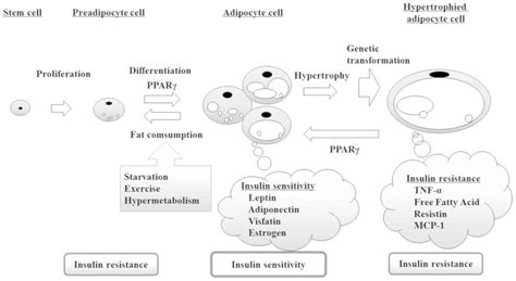 Indirubin Promotes Adipocyte Differentiation And Reduces Lipid