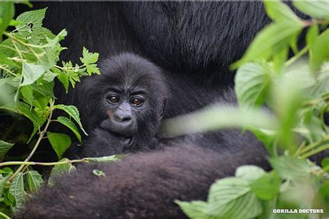 A Day with Mountain Gorillas in Volcanoes National Park