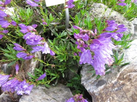 Penstemon Scouleri Bylina Na Skalniaki Nasiona Allegro Pl