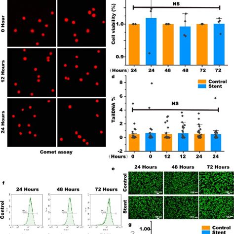 In Vitro Biocompatibility Evaluation Of The Stent A Schematic