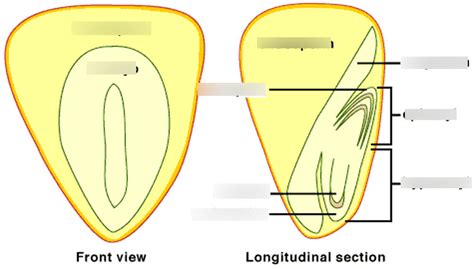 Corn Anatomy Diagram | Quizlet