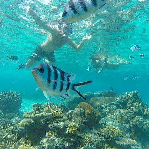 56 best Fiji Diving & Snorkeling images on Pinterest | Diving, Fiji and ...