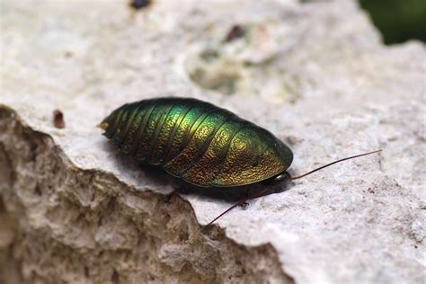 Pseudoglomeris magnifica "Emerald cockroach" - Insektenliebe