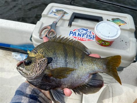 Coppernose Bluegills How Theyre Different From Common Bluegill