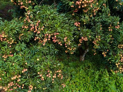 High Density Litchi Plantation Spacing Plants Per Acre Techniques