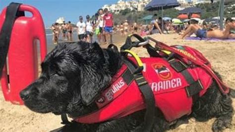 Cani Bagnini Nel Lazio Quali Sono Le Spiagge Che Avranno Aiutanti Speciali