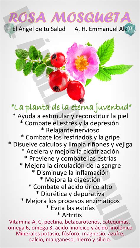 Beneficios De La Rosa Mosqueta Plantasmedicinales Recetas Para La