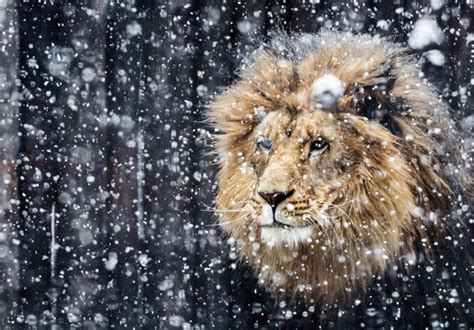 White Snow Lion