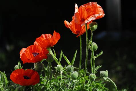 Mohn Mohnblumen Rot Roter Kostenloses Foto Auf Pixabay Pixabay