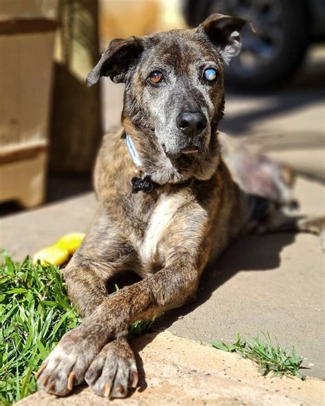 This Dog That Spent 10 Years In A Shelter Due To His Missing Leg Old