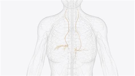 Premium Photo The Phrenic Nerve Is A Bilateral Mixed Nerve That