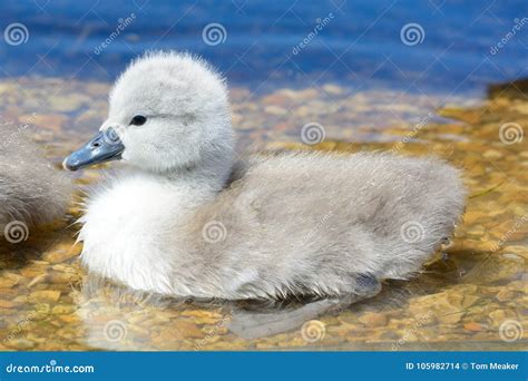 Cygnet Swimming in the Water Stock Photo - Image of springtime ...