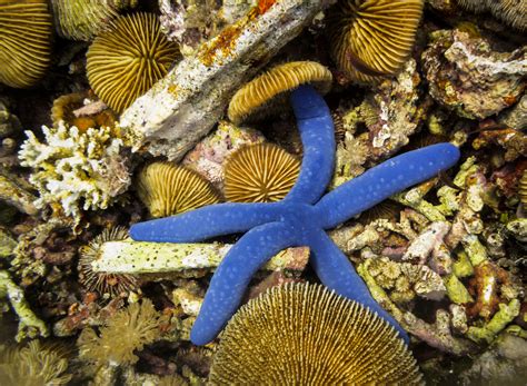 Blue Linckia Sea Star-MarineFishEZ.com