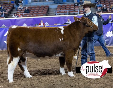 Cattlemens Congress Open Heifers Fullblood Maine Anjou The Pulse