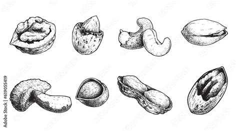 Different Nuts Set Sketch Style Hand Drawn Nuts With Nutshells Walnut