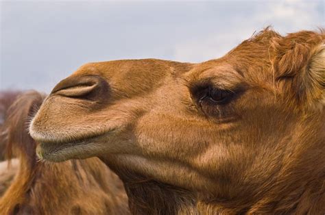 What Is A Camel Hair Coat With Pictures