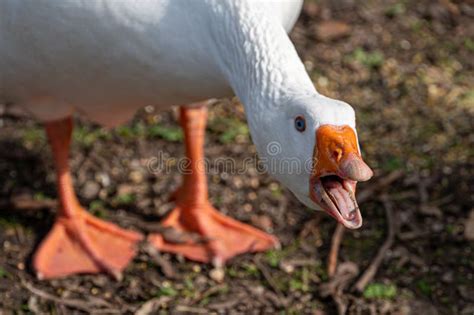 Angry Goose Teeth