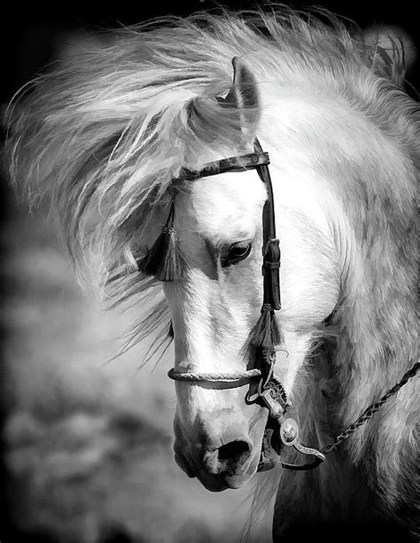 Pure Spanish Elegance by Athena McKinzie Horse Art https ...