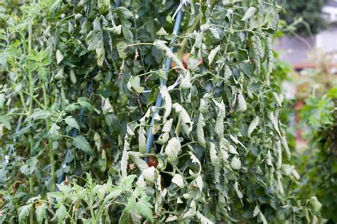 9 Reasons For Wilting Tomato Plants And How To Fix It Tomato Bible