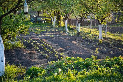 Cultivar A Fertilidade Como Melhorar O Solo E Construir Um Canteiro De