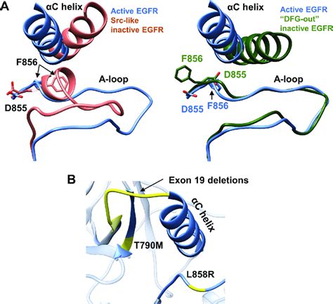 Active Versus Inactive Structures Of The EGFR Kinase Domain And Common