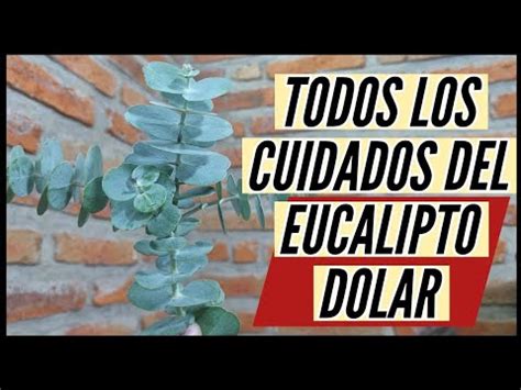 Cuidados Del EUCALIPTO DOLAR Eucalipto Cinerea YouTube