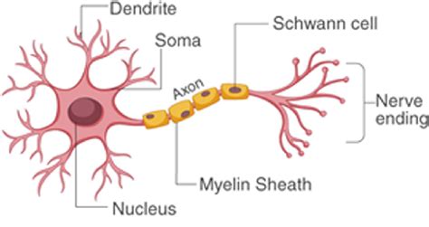 A Structural Diagrams Of Biological Neuron Download Scientific Diagram