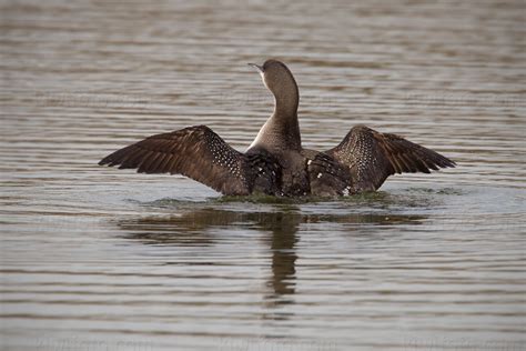 Photography - Bird | Wildlife | Nature - Christopher Taylor - Arctic Loon - San Simeon ...