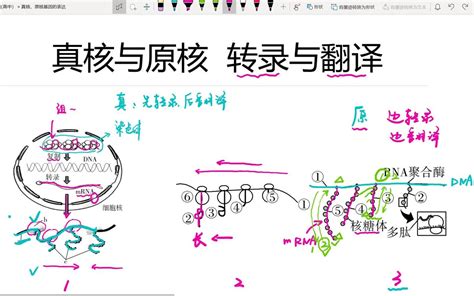 【高中生物】必修二｜真核与原核，转录与翻译 哔哩哔哩