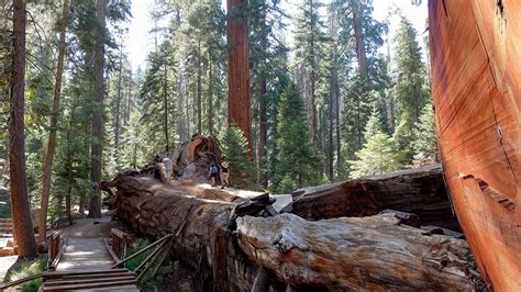 Sequoia National Forests Majestic Trail Of 100 Giants Cactus Atlas